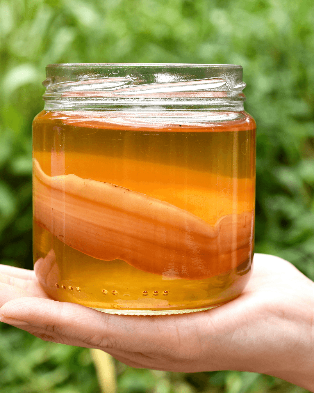 Raw Kombucha - 1